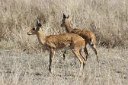 Reedbuck - note the thick coat