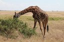 Giraffe spreading his front legs to eat a low plant; usually they eat from tree-tops.