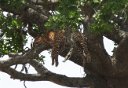 Leopard napping in a tree
