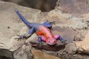 This male agama lizard looks like Stickyman, or whatever he is called.