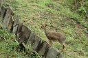 The next morning, there was a dik-dik just outside our hotel-room balcony.