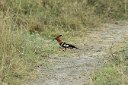 A hoopoe, which we had only seen in India and in our own back yard (once), though they are supposed to exist in Egypt also