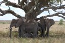 Elephant family in the shade of a tree