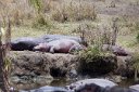Lazy hippos napping
