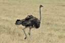 We were told we would see lots of ostriches and we did, like this female.