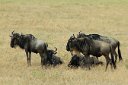 Wildebeest posing for the camera