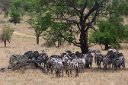 Small herd of zebra huddled together under a tree