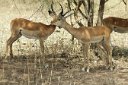 Impala licking each other; such social grooming permits the removal of insects one animal cannot reach on himself.