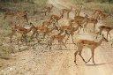 A whole herd of impala crossing the road
