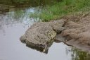 Huge croc