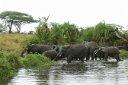 Herd of elephants playing in the water