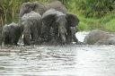 They like to muddy up the water, then spray it onto themselves as protection against insects and the sun.