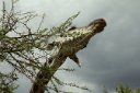 Giraffe dining on the top of an acacia tree