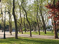 Istanbul - Beyoğlu  Trees at dusk in Taksim Park