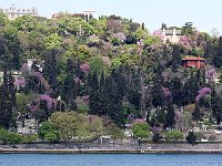 Istanbul - Bosphorus tour  Colorful spring-blooming trees among lighter-green trees and darker-green cypresses
