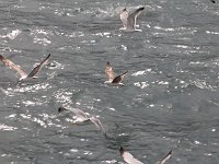Istanbul - Bosphorus tour  Sea gulls following the ferry