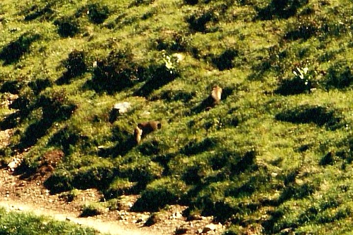 br93_golmer_11_ca.jpg - There is a whole family of Murmultiere (marmots) down there.