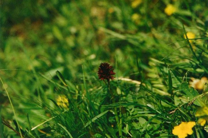 br95_blume_07.jpg - A kind of dark, red orchid -- quite rare. One sees them near the Lünerkrinne.