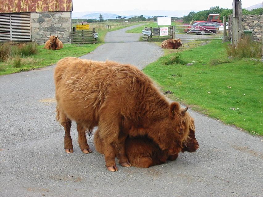 sc04_3899.jpg - Highland longhorn cattle
