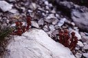 sj95_54b032