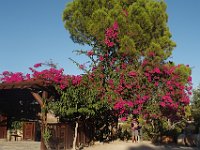 Gorgeous bougainvillea at the entrance  gr16 092816411 s