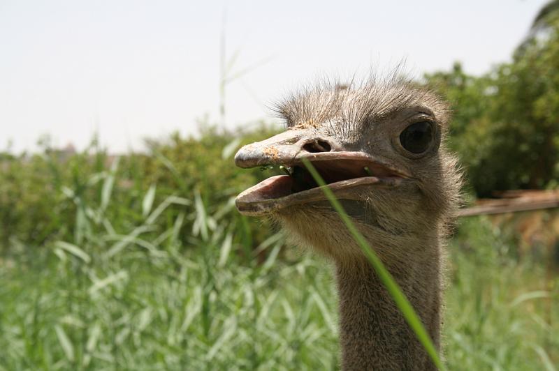 eg07_050212132_j.jpg - An Egyptian ostrich
