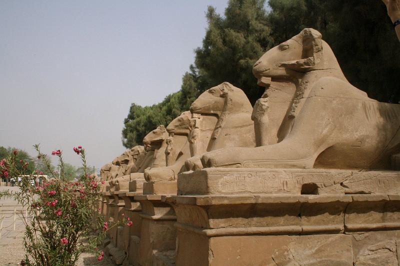 eg07_042909370_j_a.jpg - Lineup of ram-headed sphinxes...
