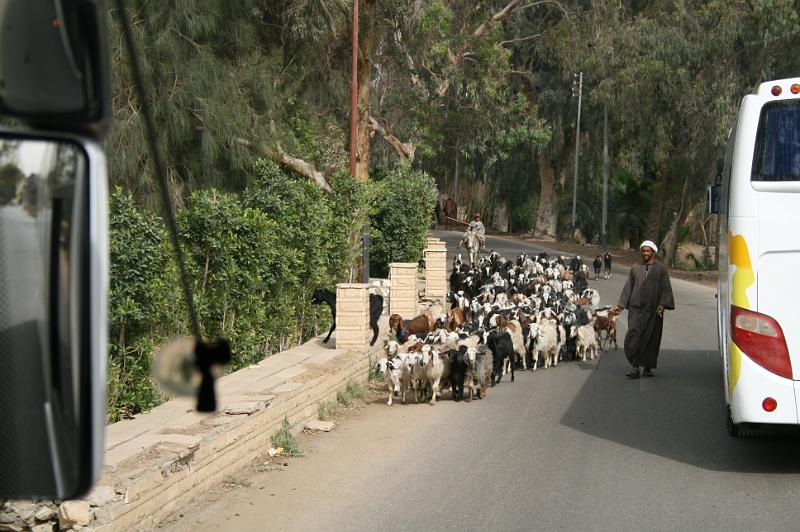 eg07_042716211_j.jpg - Saqqara traffic -- tourist buses and goats
