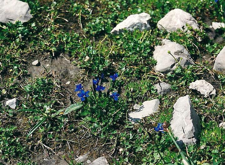 br00_gemsluke_06.jpg - Kleinenzian (blue gentians) among the rocks on the so-called Todalpe (dead Alp).