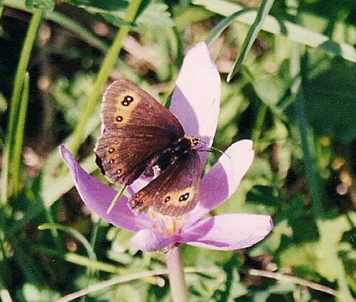 br00_schatten_2c.jpg - A close-up of the previous picture, a butterfly on a Zeitlose. These flowers are usually found down by the Bach right behind Haus Kella-Egg. This one happens to be on the way to Schattenlaganthütte.
