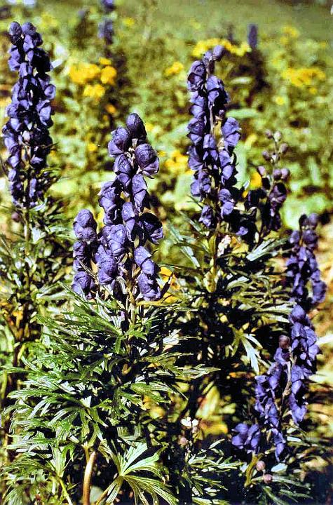 br83_oberbruggl_2_c.jpg - The stately Blauer Eisenhut (common monkshood) that we got to love so much and that we always saw and admired masses of in the field half-way up the steep path to Sarotlahütte