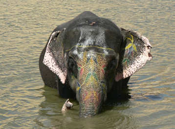 Elephant in lake