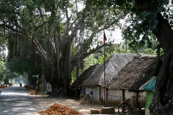 Banyan village