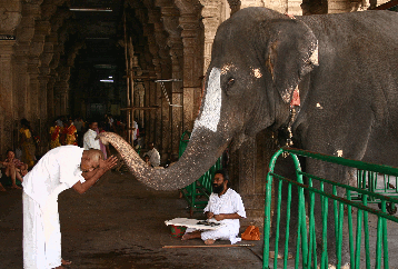 Elephant blessing