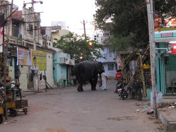 Elephant in street