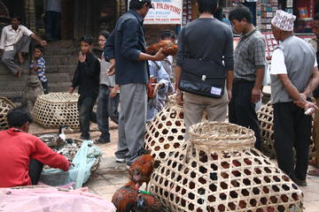 Poultry market
